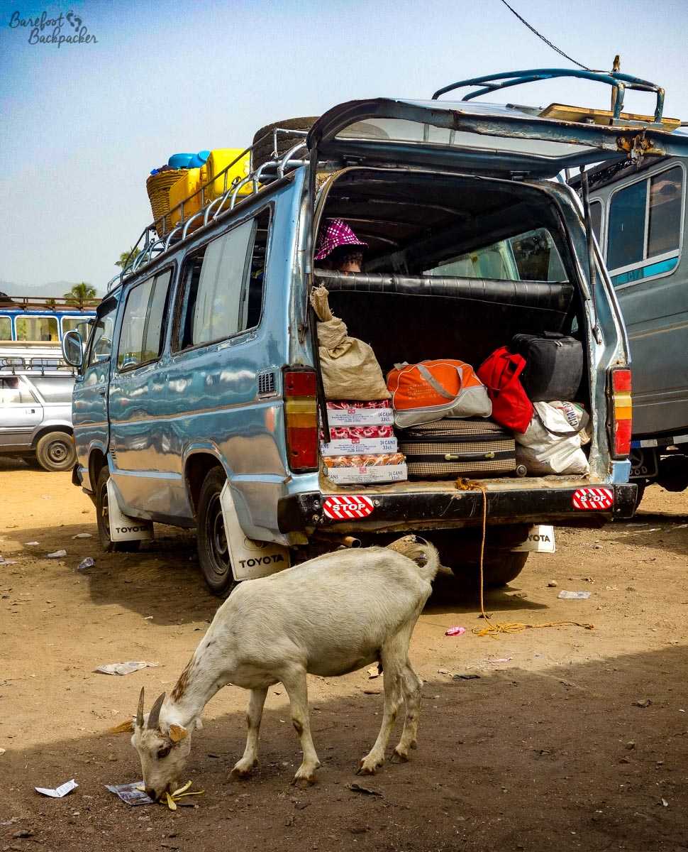 Bus in Togo - the cross-border shuttle, complete with goat.