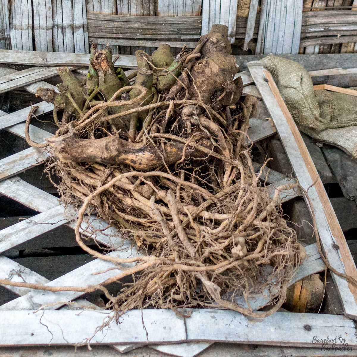 Roots of the Kava plant, Ambrym, Vanuatu.