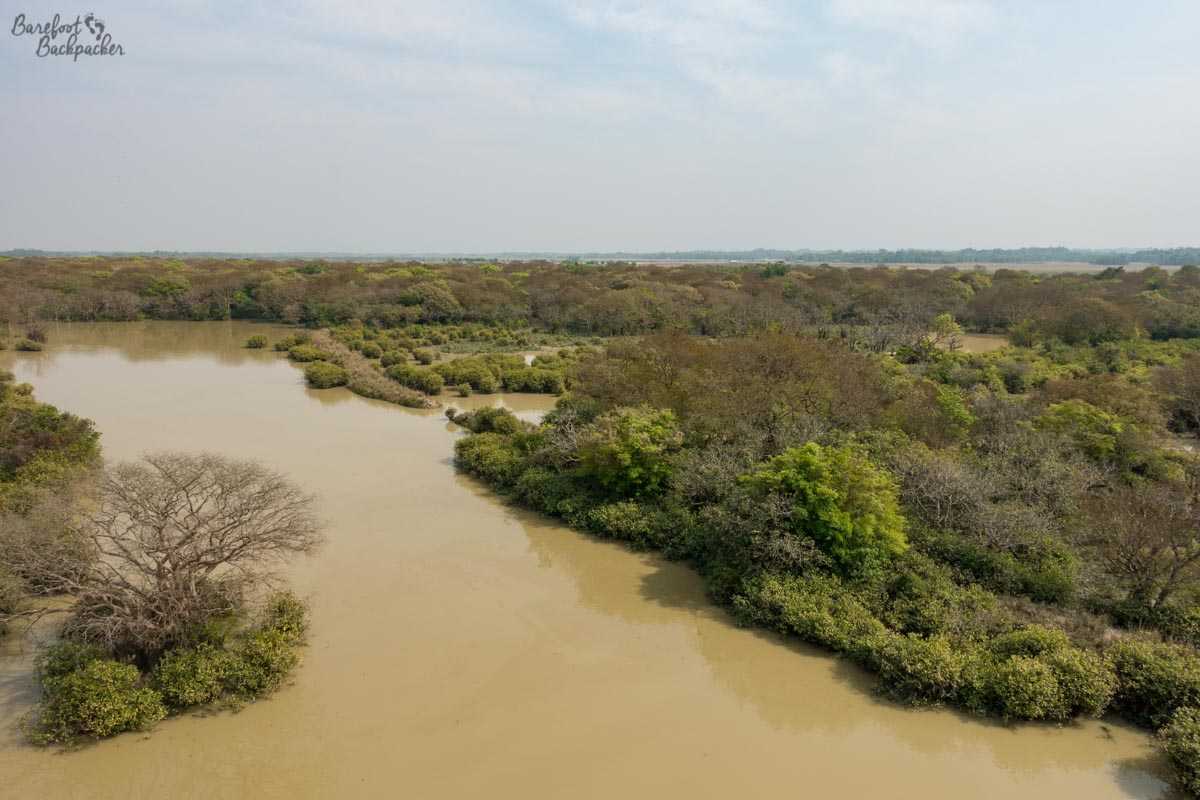 Overview of the Ratargul swamp forest from the lookout tower.