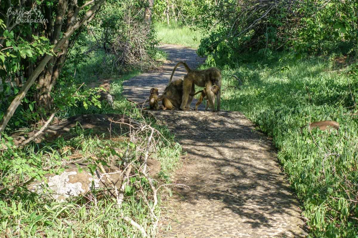 Baboons in the way of the Photographic Path