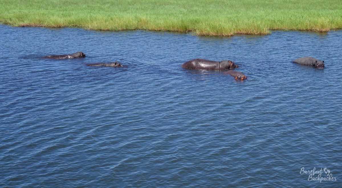 Some hippos in the Chobe River, swimming idly by.