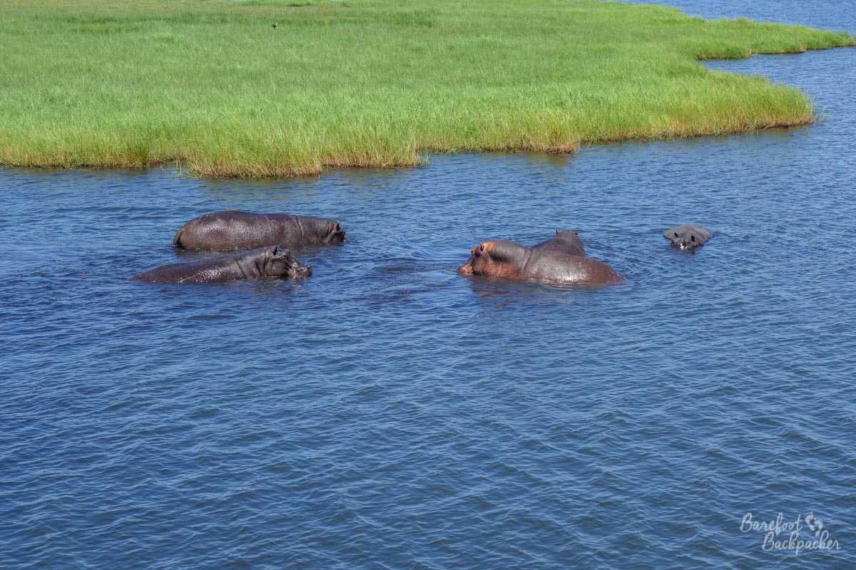 Some hippos in Chobe National Park, playing in the water.