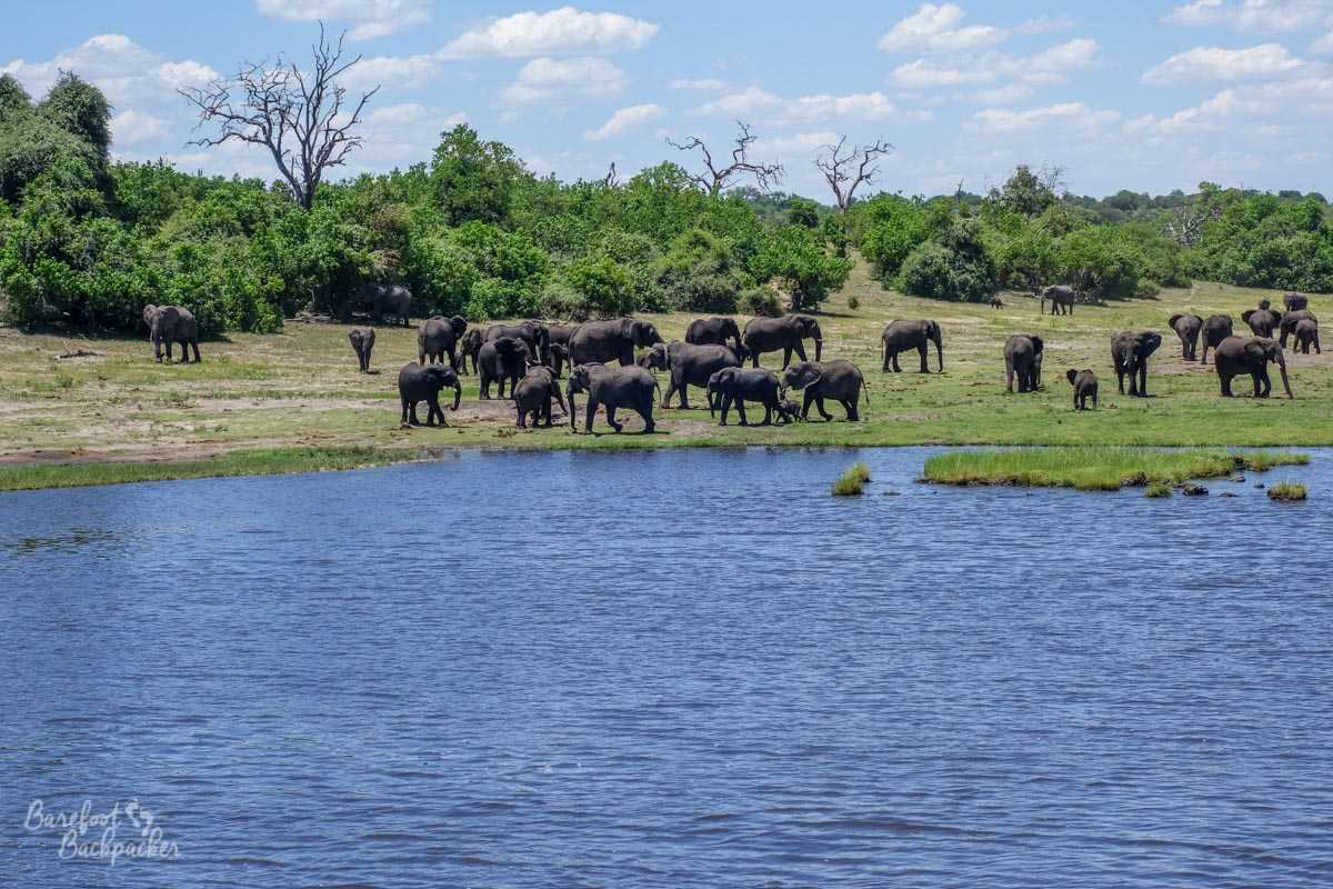 A whole gaggle of elephants on the south side of the Chobe River, including families with babies.