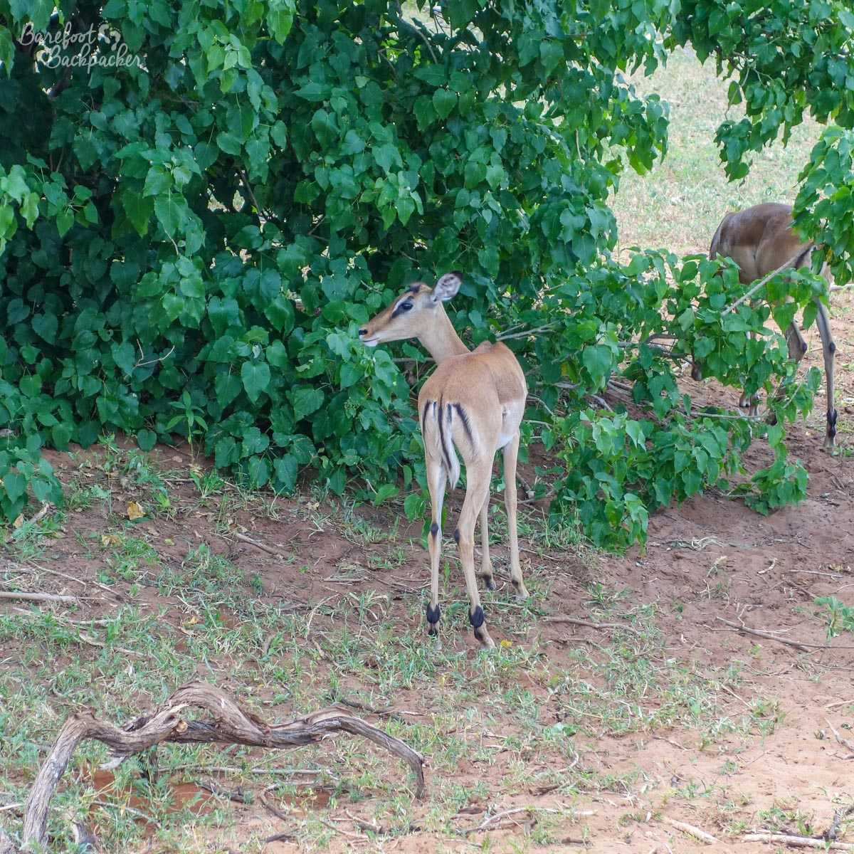 A deer, or possibly an eland or kudu. I've no idea. Probably more commonly known as 'fast food'?