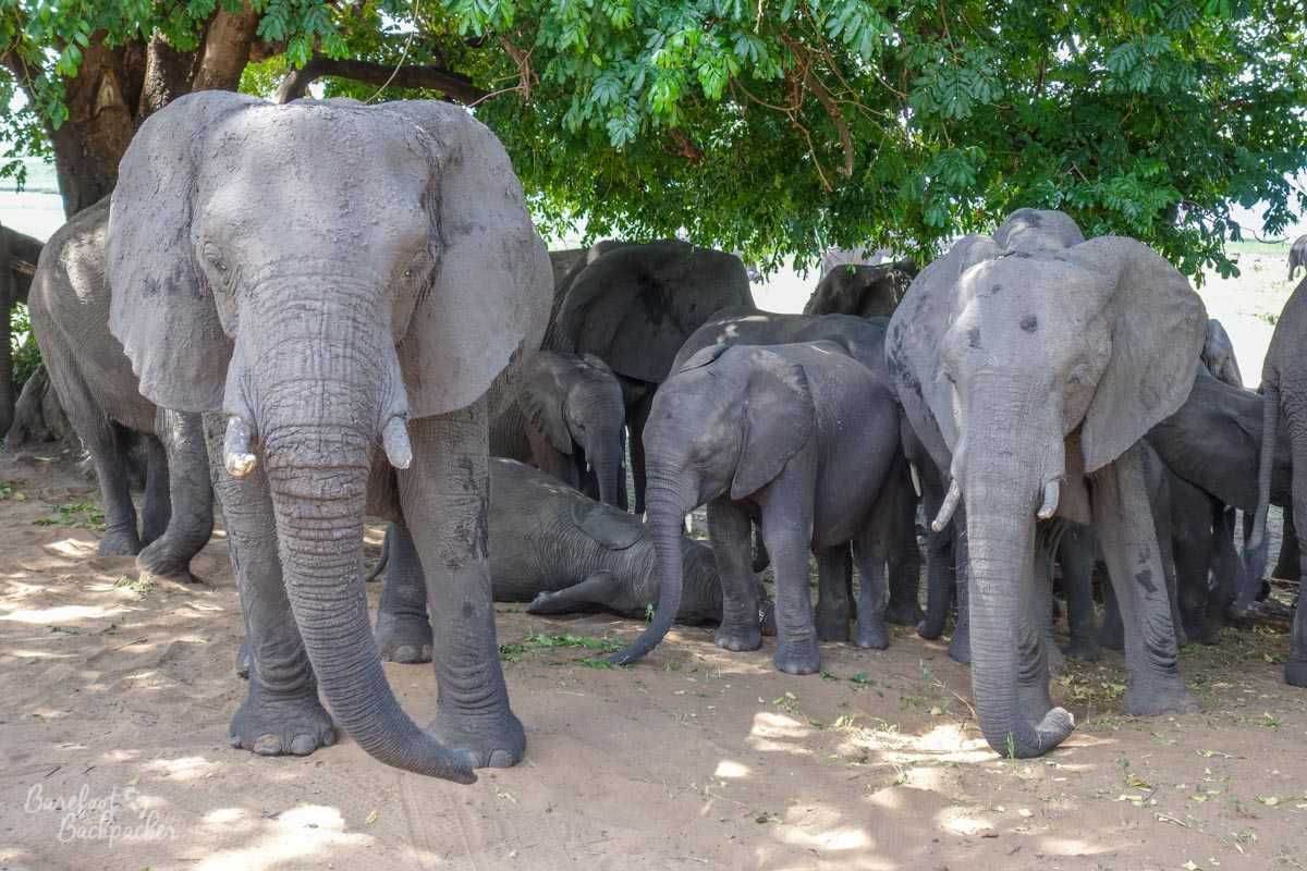 A herd of elephants blocking the road in Chobe National Park