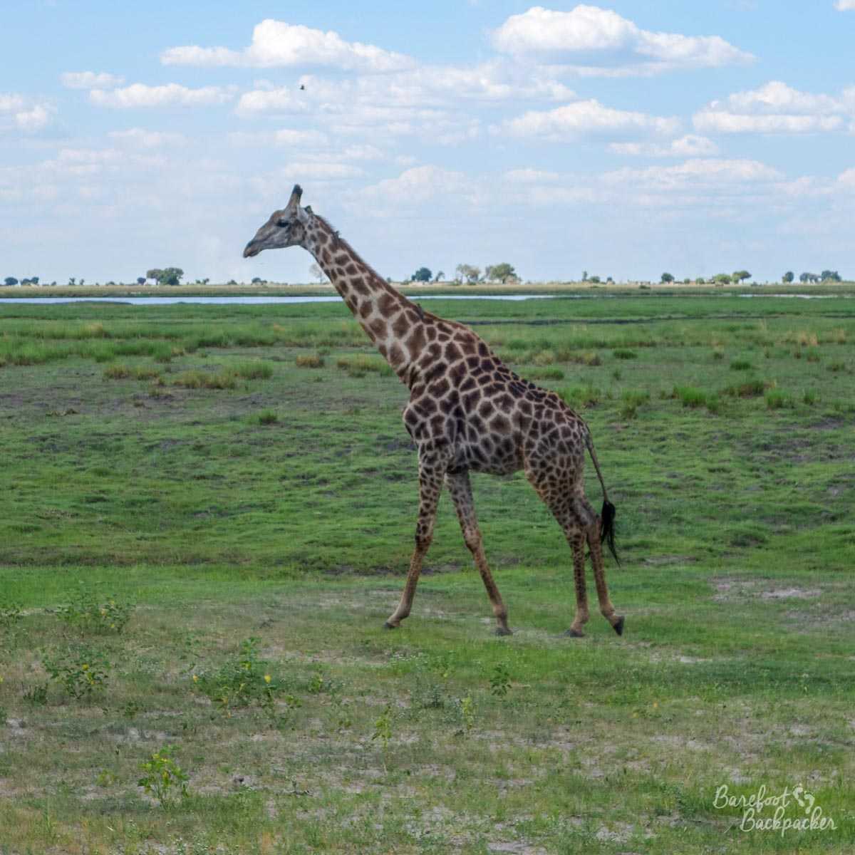 A giraffe, standing on the flatter plains of Chobe National Park.