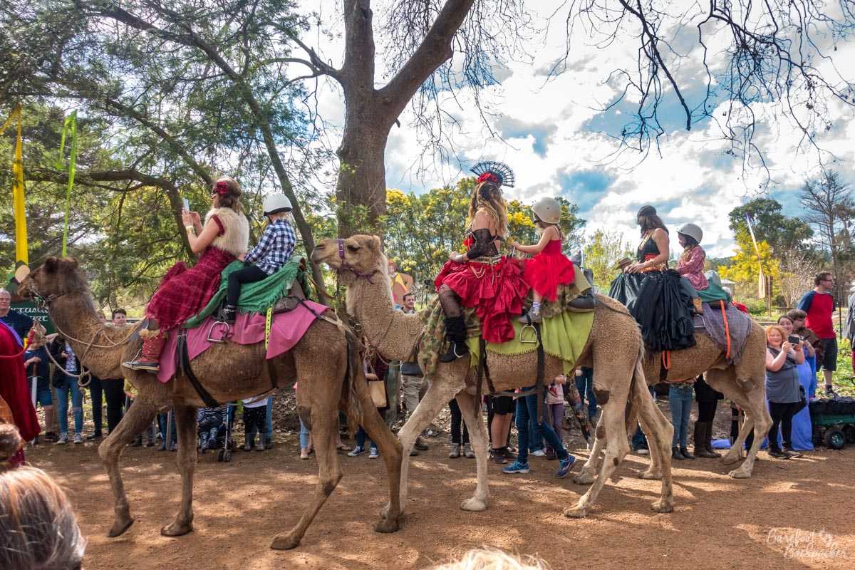 Camels at the Mediaeval Carnivale parade, Balingup