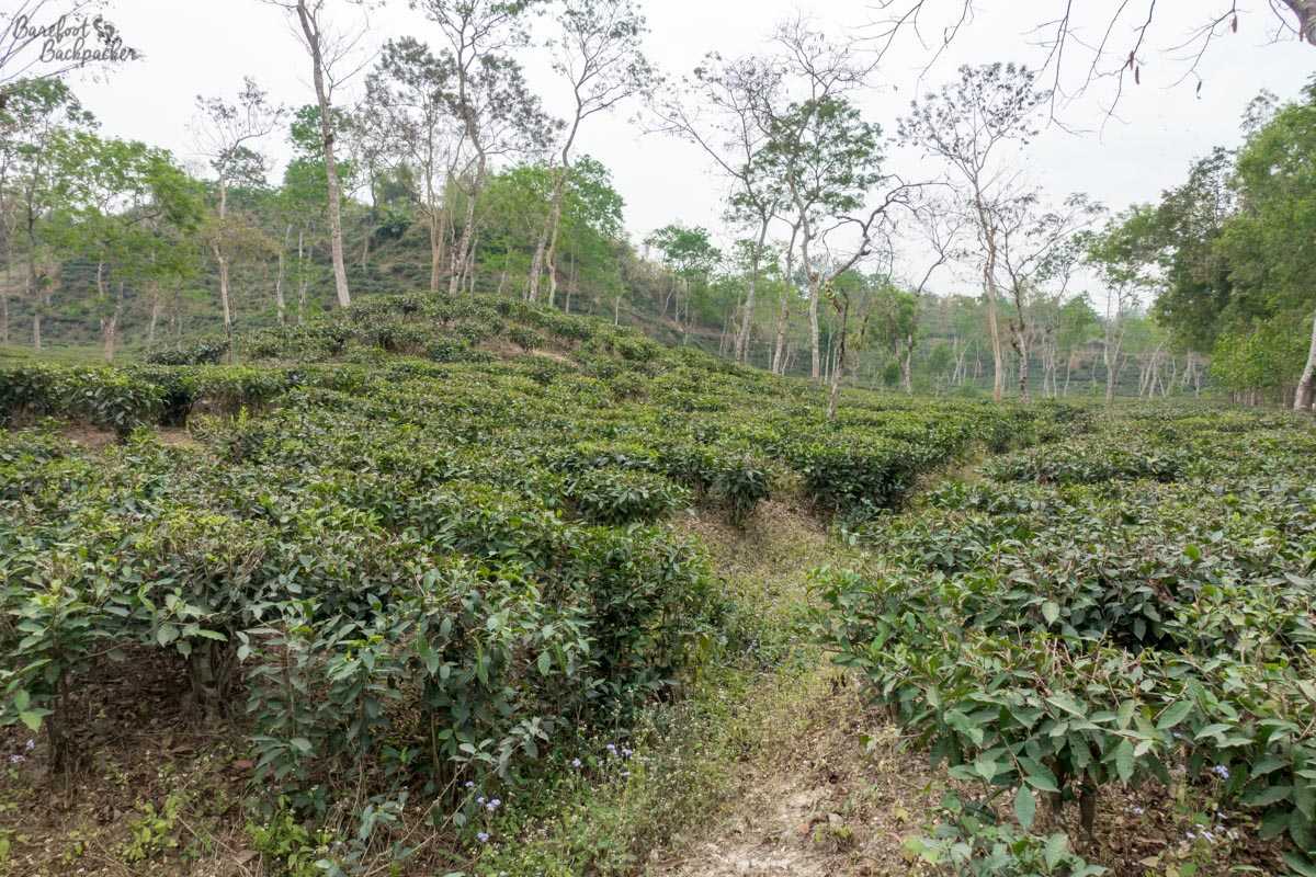 A tea plantation near Sylhet. It's green as far as the eye can see.