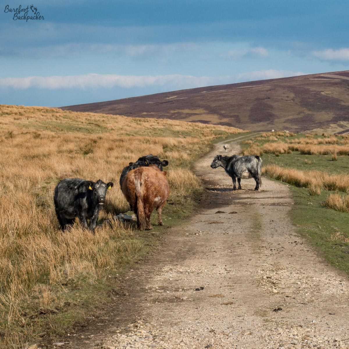 Cows on the Trans-Pennine Trail