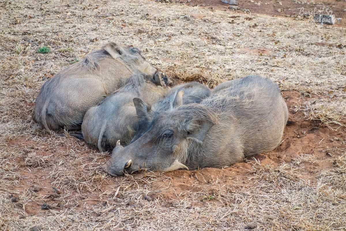 Sleepy warthogs at Mole National Park, Ghana