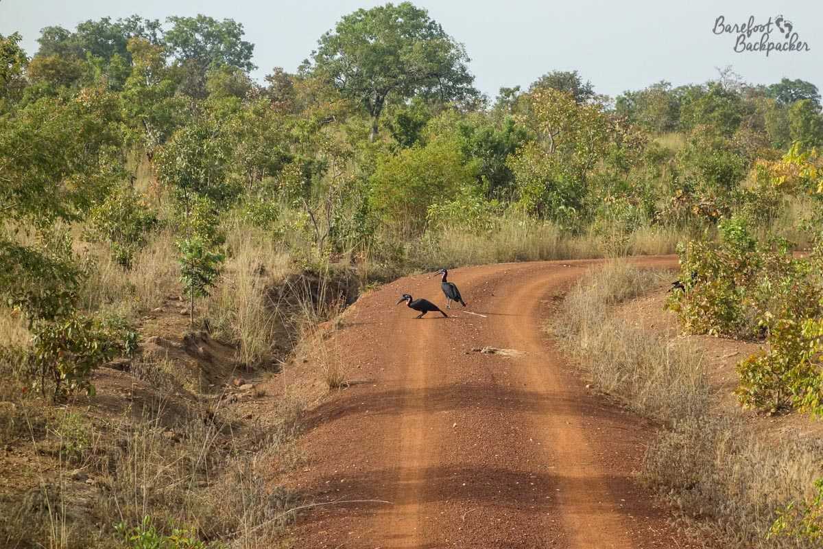 Birds on the road in Mole National Park, Ghana