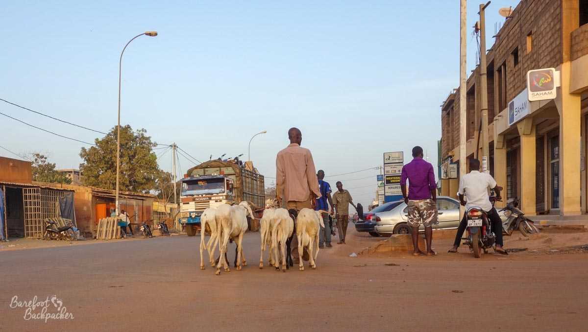Man leading some goats through the main streets of Ouagadougou, Burkina Faso.