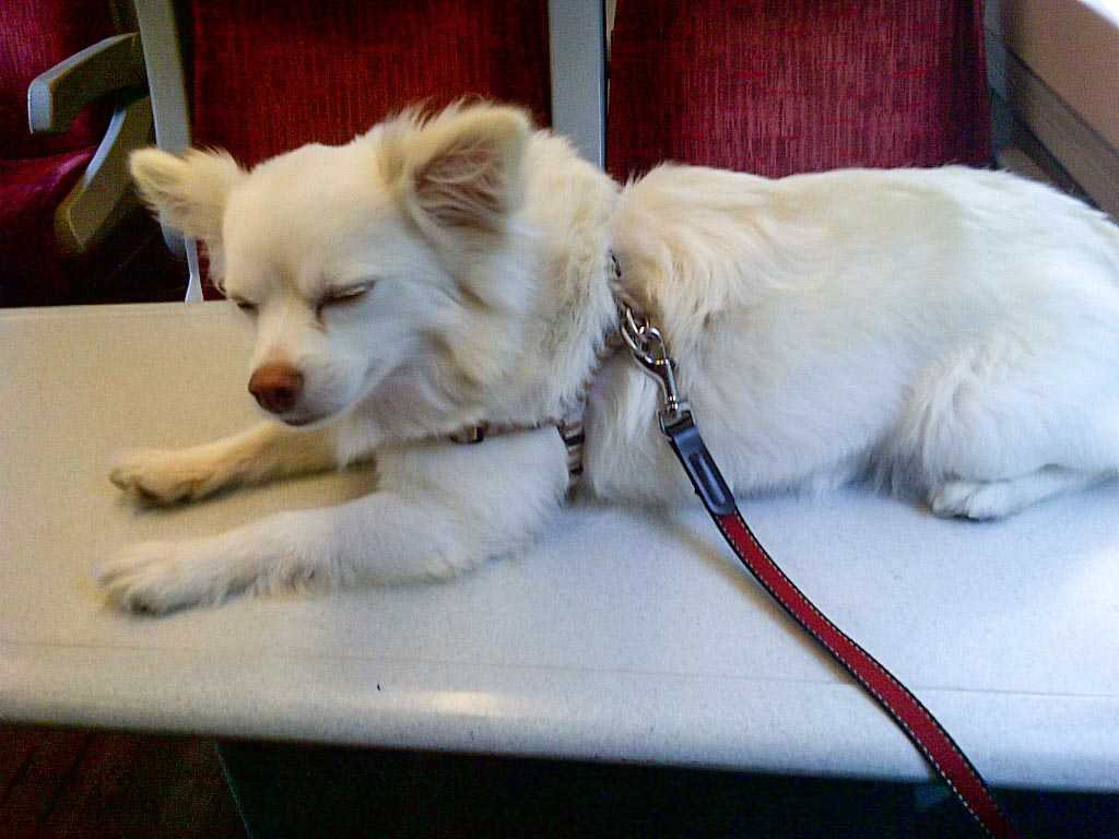 My old dog, Bobo, on a train. A Pomeranian-Chihuahua cross, and very vain!
