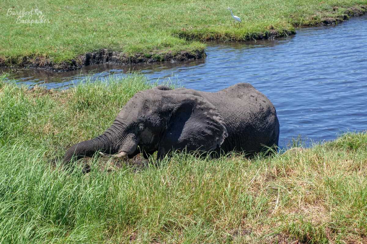 An elephant washing itself in the Chobe River.