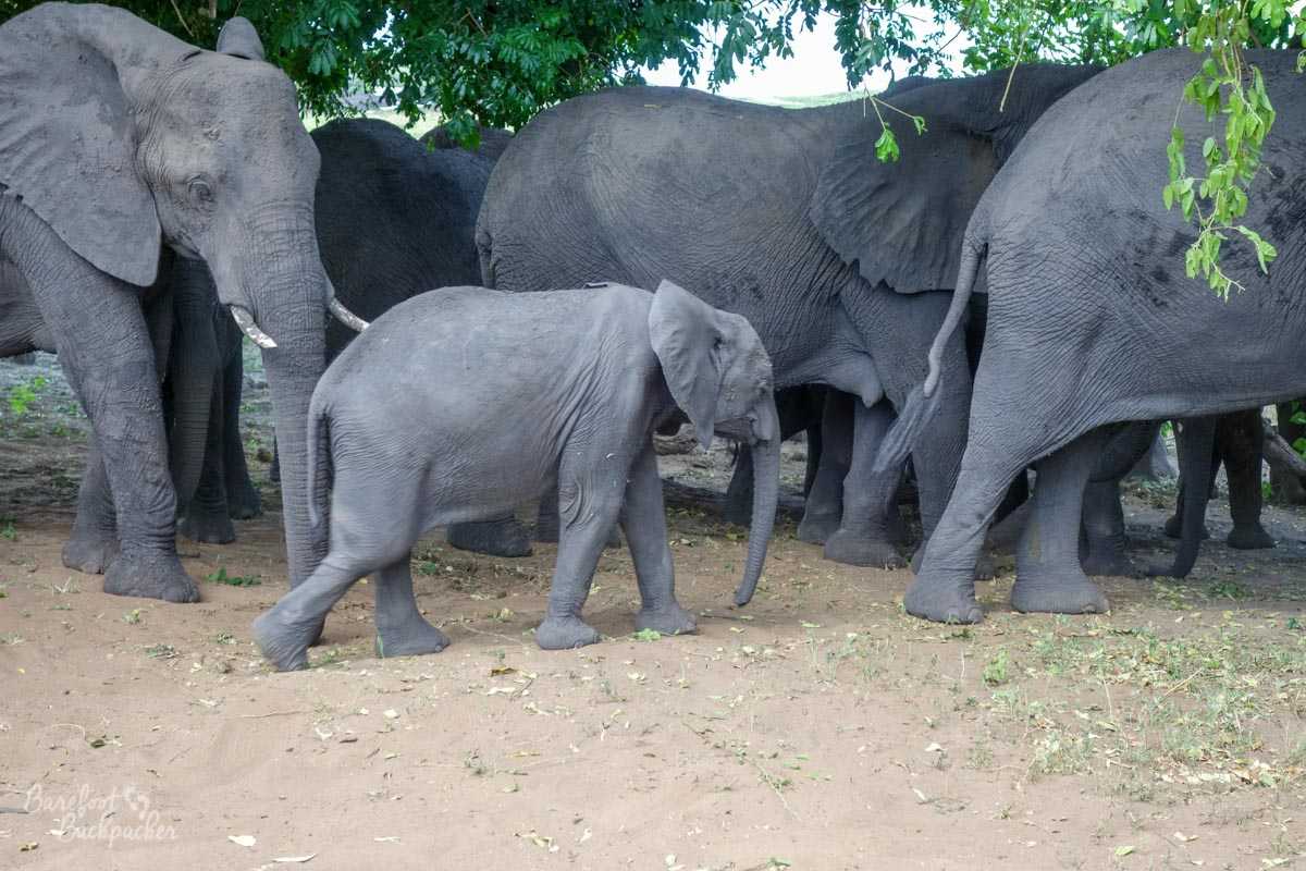 A baby elephant in Chobe National Park