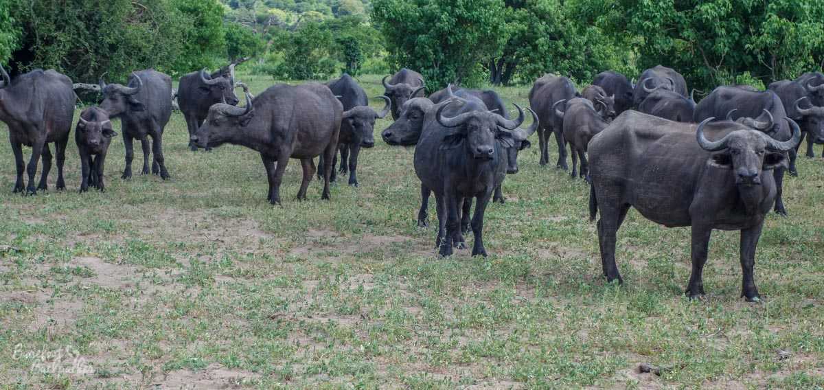 An enrushing herd of buffalo, scouring the bushy plains of Chobe National Park.