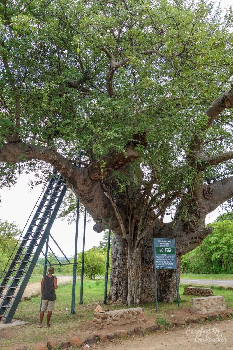 The Big Baobab