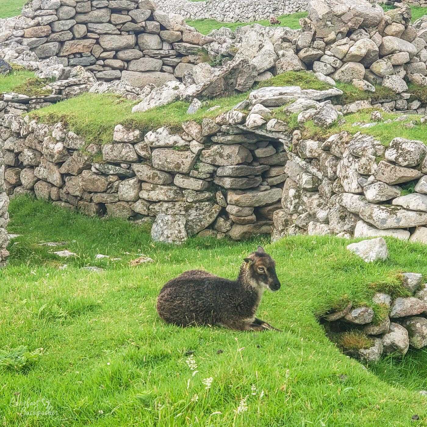 St Kilda sheep, on Hirta.
