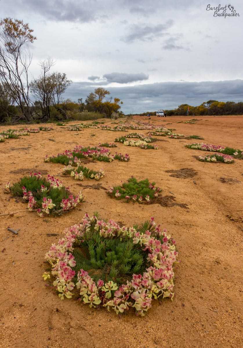 Everlastings / Wildflowers – here in a wreath pattern, as seen on the roadside at Pindar. They line either side of the road for a couple of hundred meters.