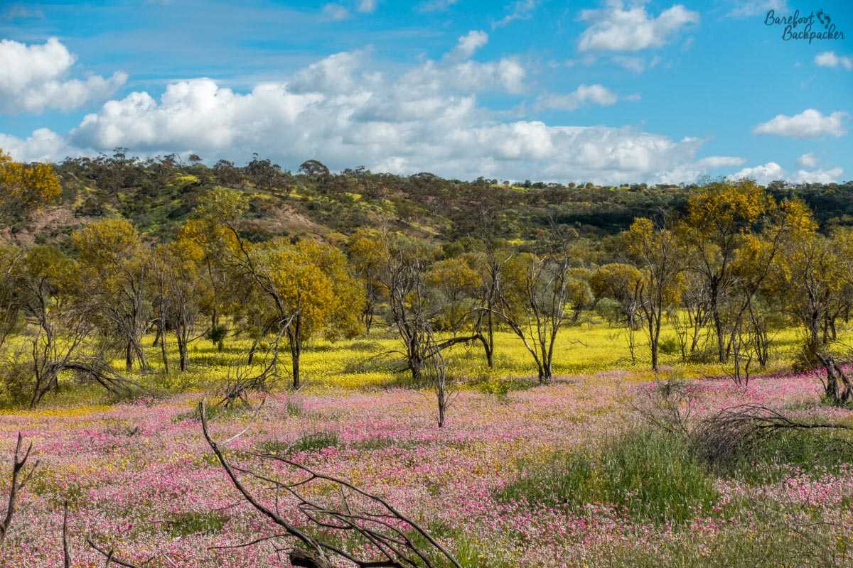 Everlastings / Wildflowers in Western Australia.