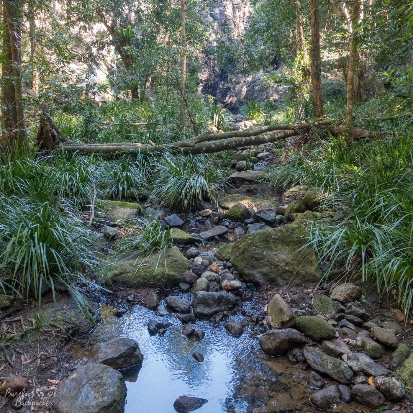 View inside Cilento Park. It's not the easiest place to take a pic. This pic shows a stream running over some rocks/pebbles, as it flows between the trees on either side, some of which have fallen over and partially obstruct the river. Or would do it there was enough of a flow to.