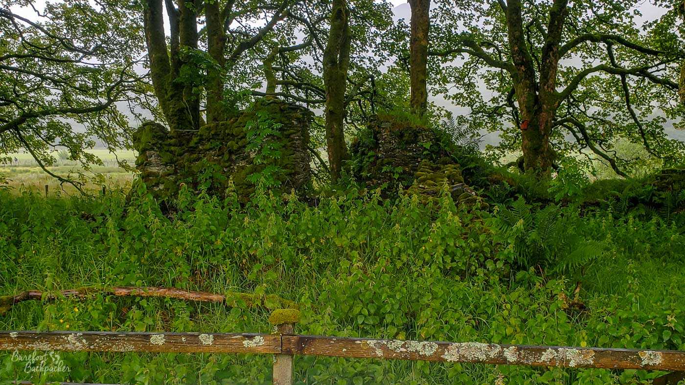 The remains of two bits of stone walling stand behind a fence and in amongst overgrown grass, bush, and tree.