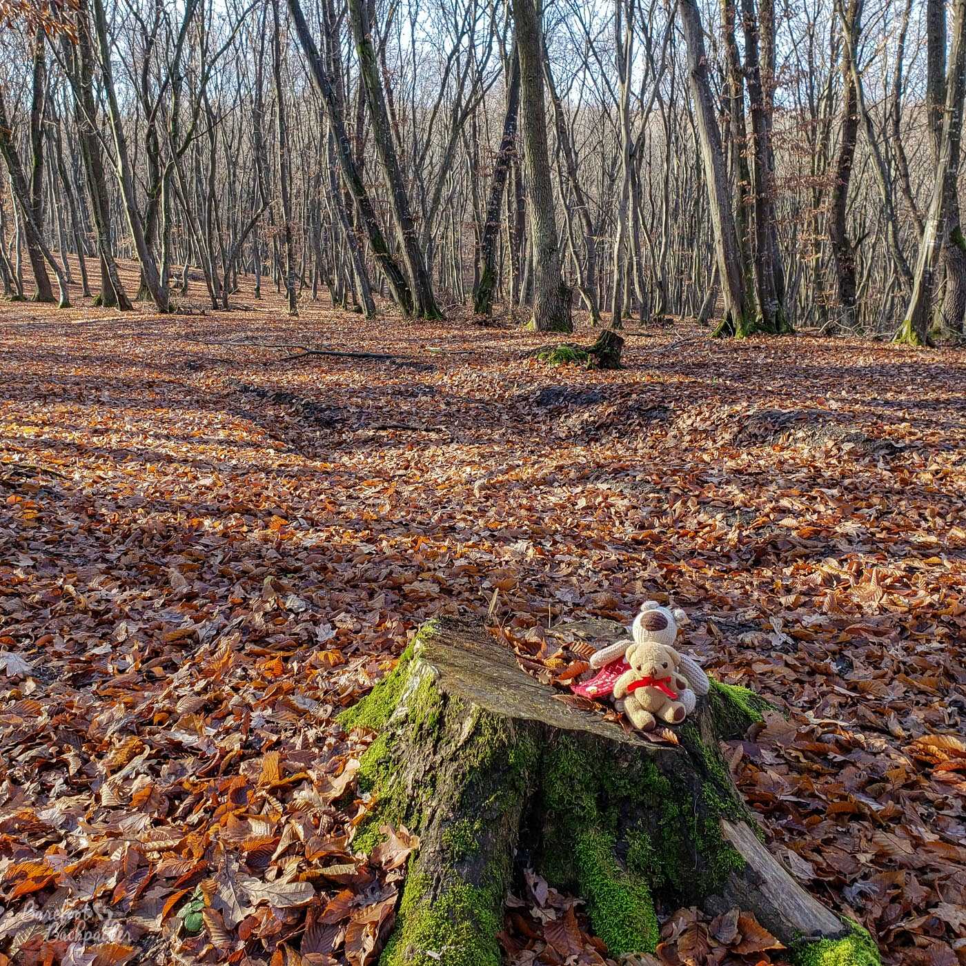 In the background are the trunks of a lot of trees. Much of the picture tho is taken in a slight clearing. The ground is covered with fallen leaves, crisp and golden, reflecting the sunlight. In the foreground is a tree trunk, cut quite low. On the tree trunk are two soft toys, a small bear called Baby Ian, and behind him, a slightly larger dog called Dave.
