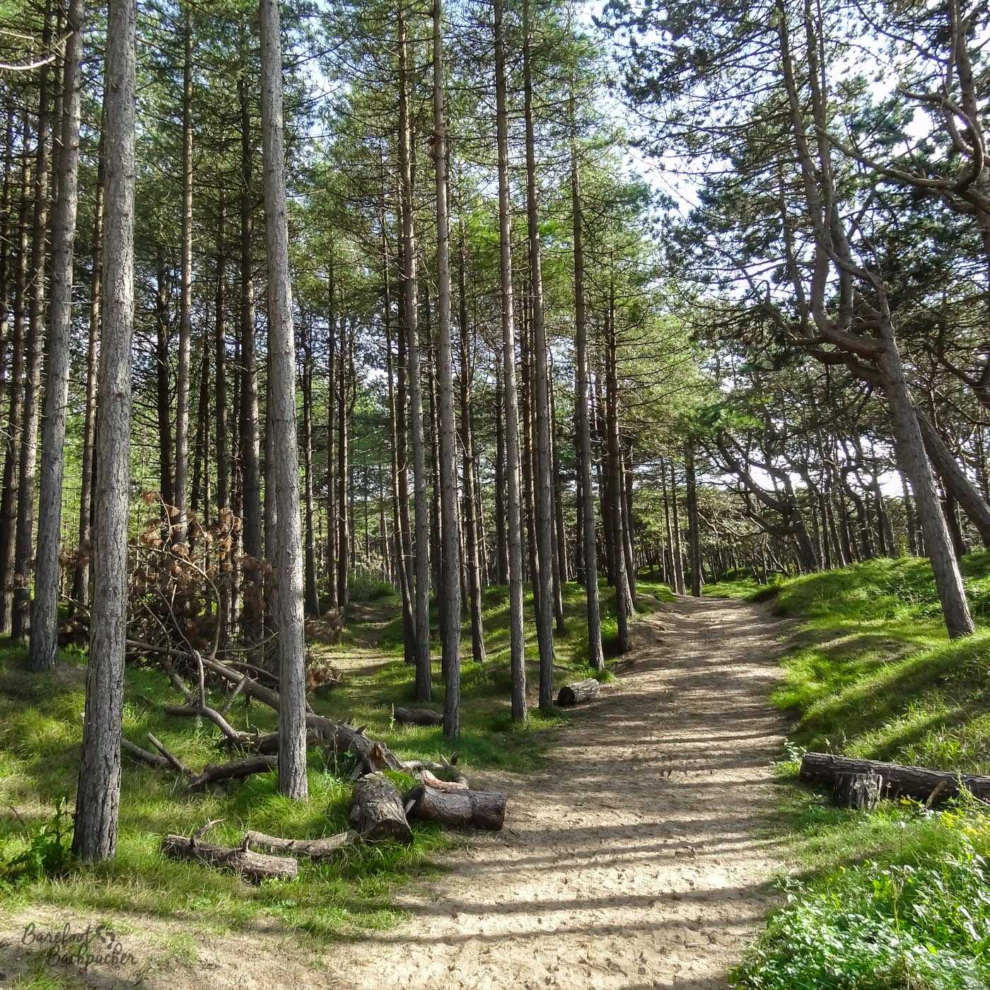 A sandy path goes into the distance (slightly rising to a ridge), while pine trees cover the grass on either side, and stretch up beyond the top of the image. More pine trees are visible in the background – although the sky is bright and the lower trunks have few branches on them making it quite an airy space, this is very definitely deep in the woods.