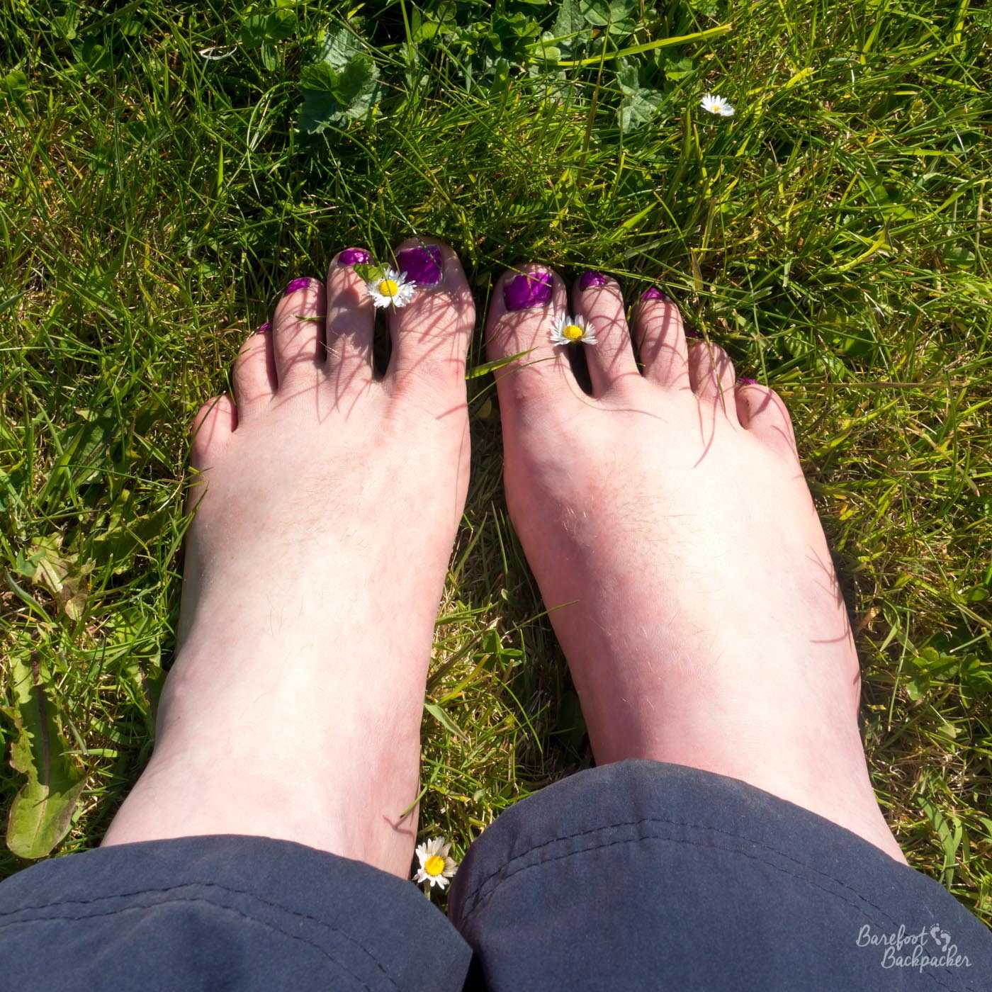 Picture taken looking down at two bare feet in the grass. Their toenails are painted in a vibrant purple, and there are daisies sliding between the big toes and the next toes on both feet.