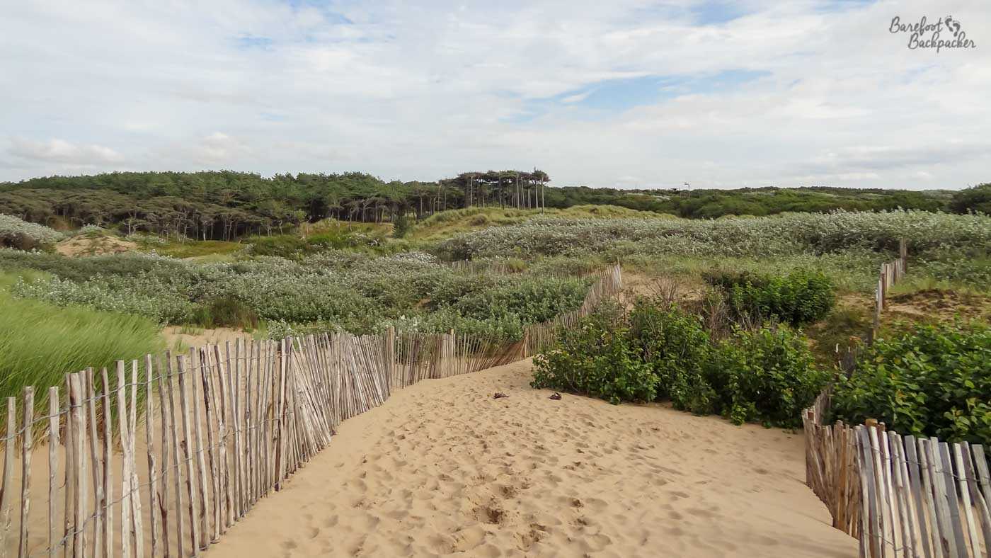Formby Nature Reserve  Wooden stakes define a sandy path, behind which are dunes covered in shrubland, and forests in the distance.