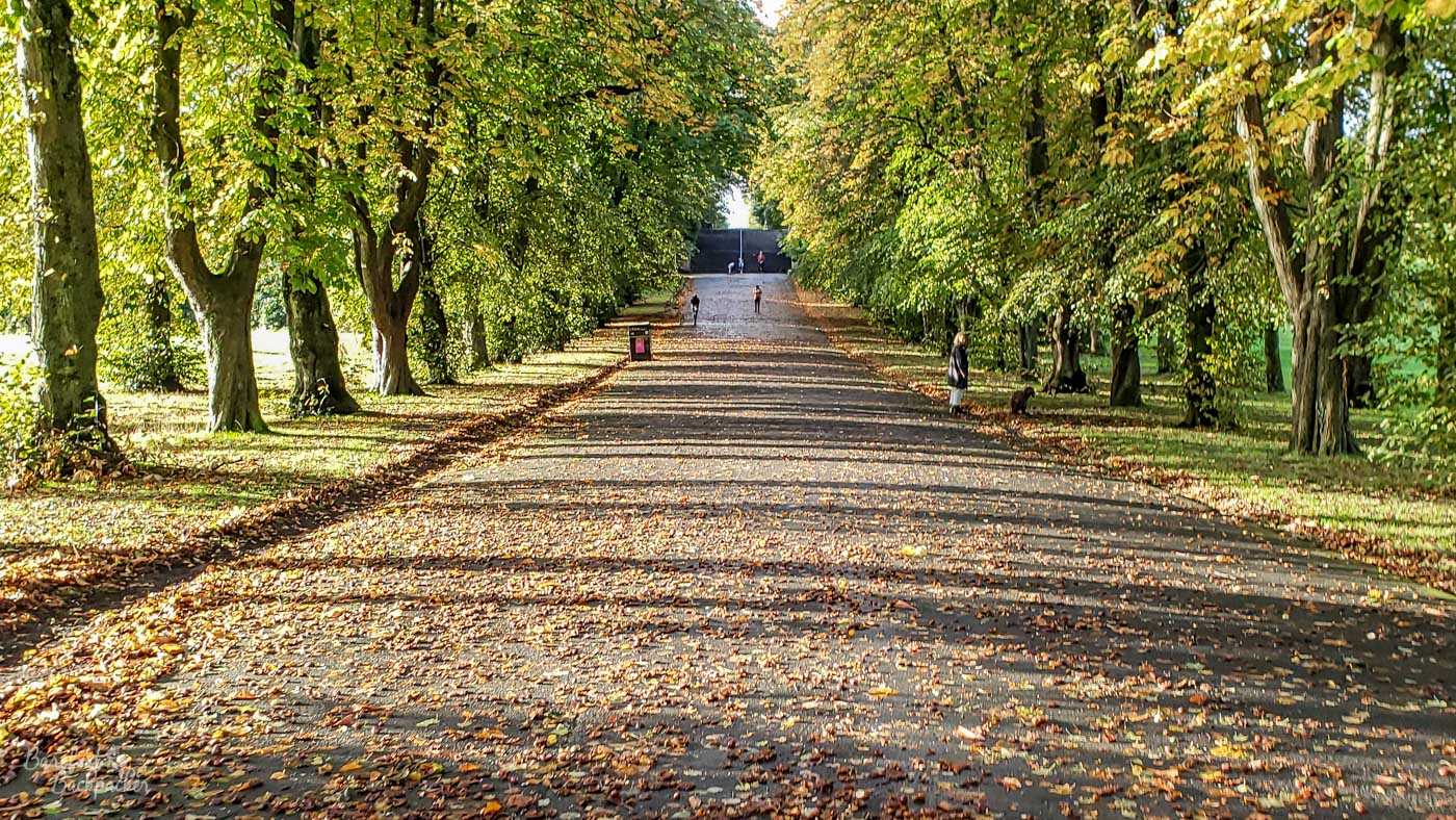 Shot of a road in a park with trees either side. The road is covered in fallen leaves. There is a set of steps at the far end of the road.