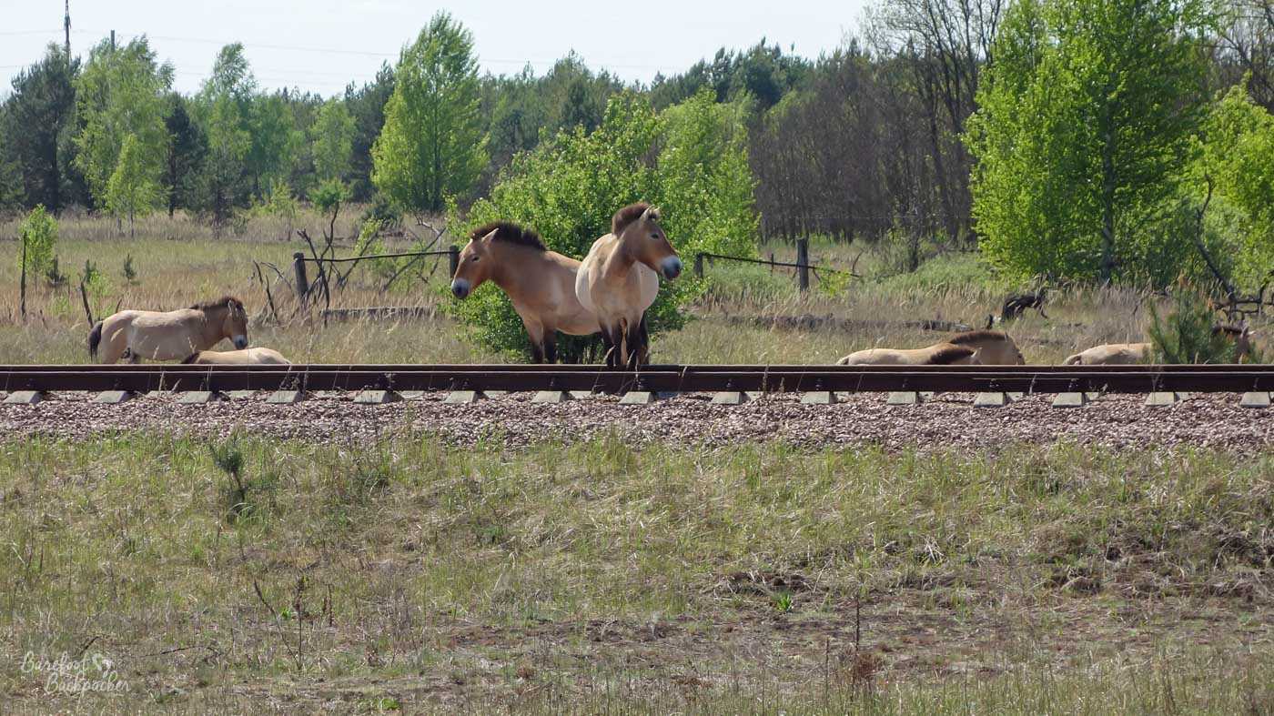 A series of horses standing by, on, and either side of, a single-track railway line.