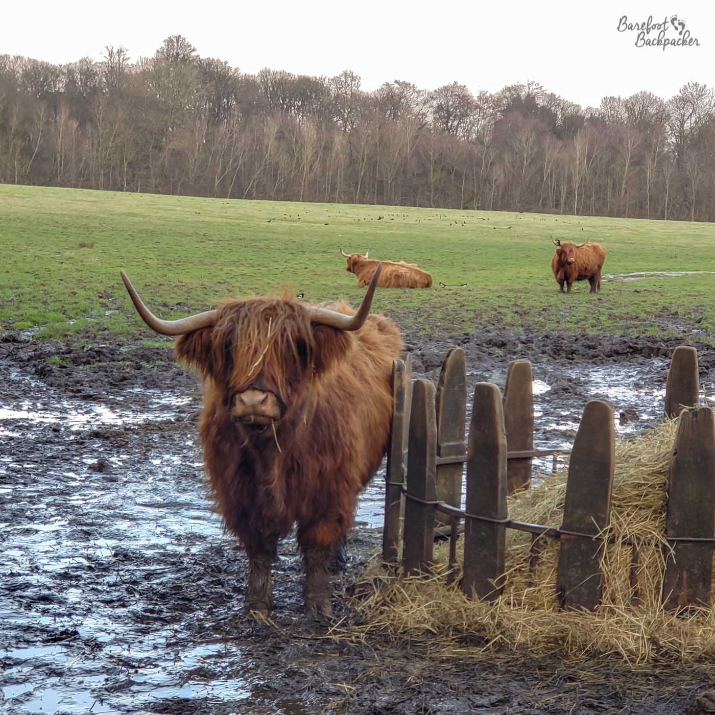 A highland cow, with horns, stands next to a fence in a muddy field.
