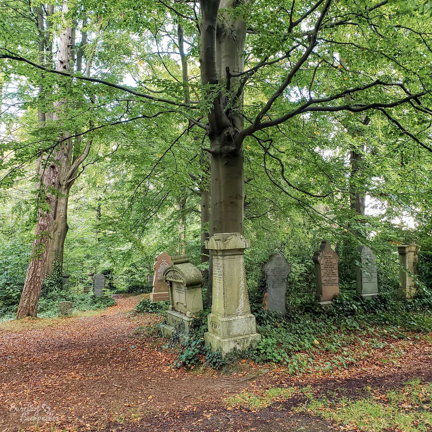 A number of gravestones stand in front of, and in some cases leaning on, a couple of large trees. The floor is leaves and soil.