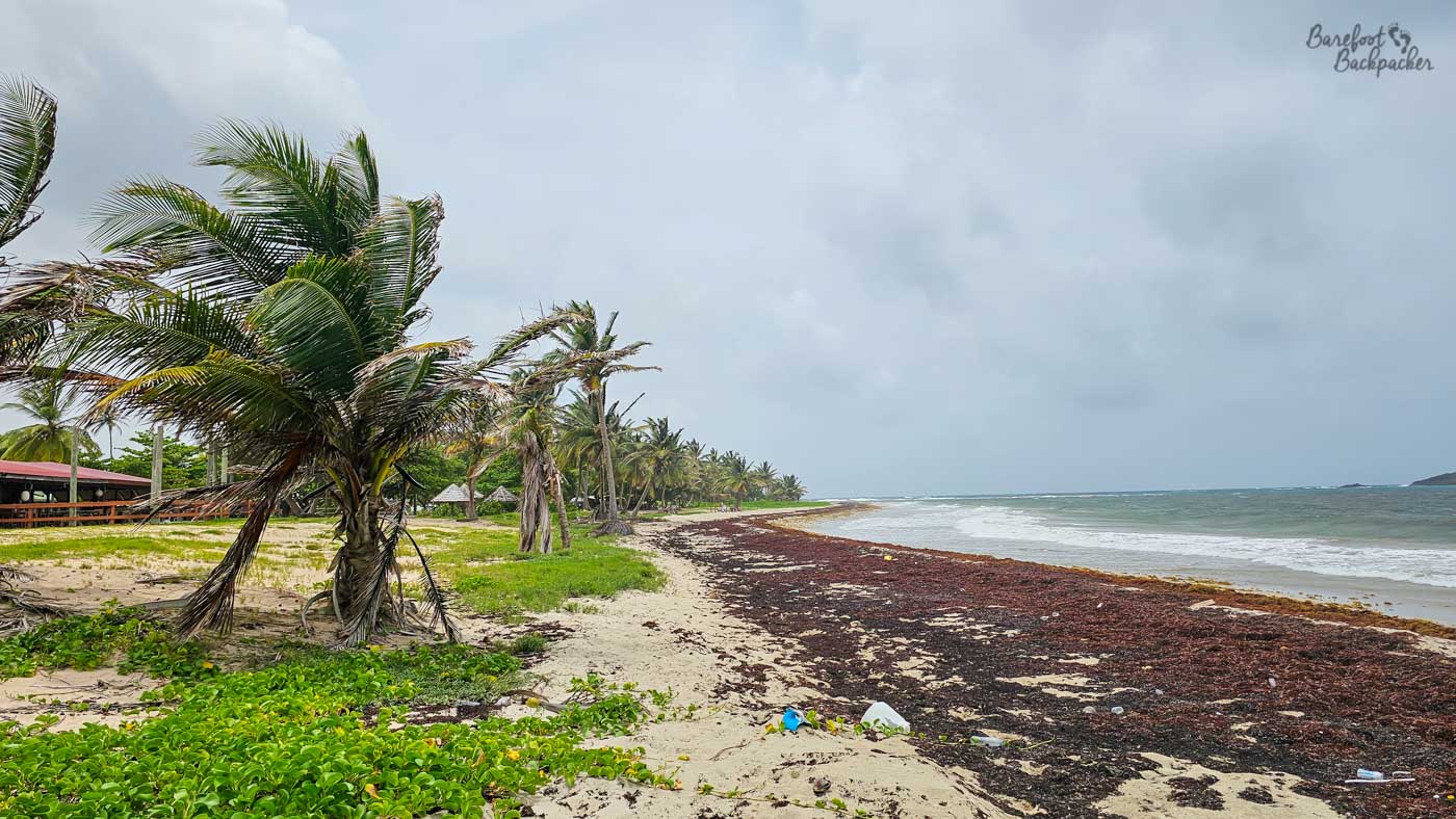 A windswept tropical beach with leaning palm trees and patches of green vegetation. Dark seaweed lines the shoreline, and small waves roll in under a grey, overcast sky.