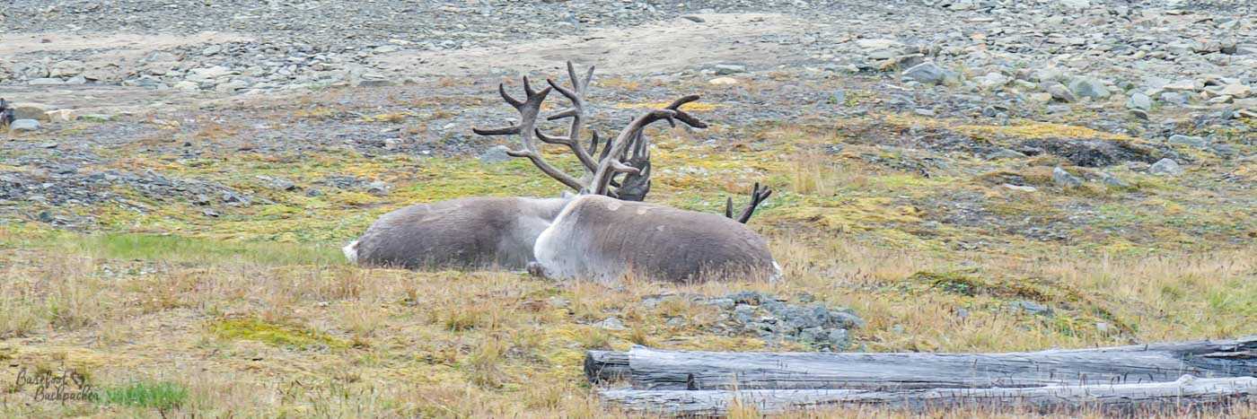 Two Svalbard reindeer lie curled together on a patch of tundra, their thick grey coats blending into the muted greens and browns of the landscape. Their antlers tangle gently as they rest, surrounded by scattered stones and sparse vegetation in the stark Arctic terrain.