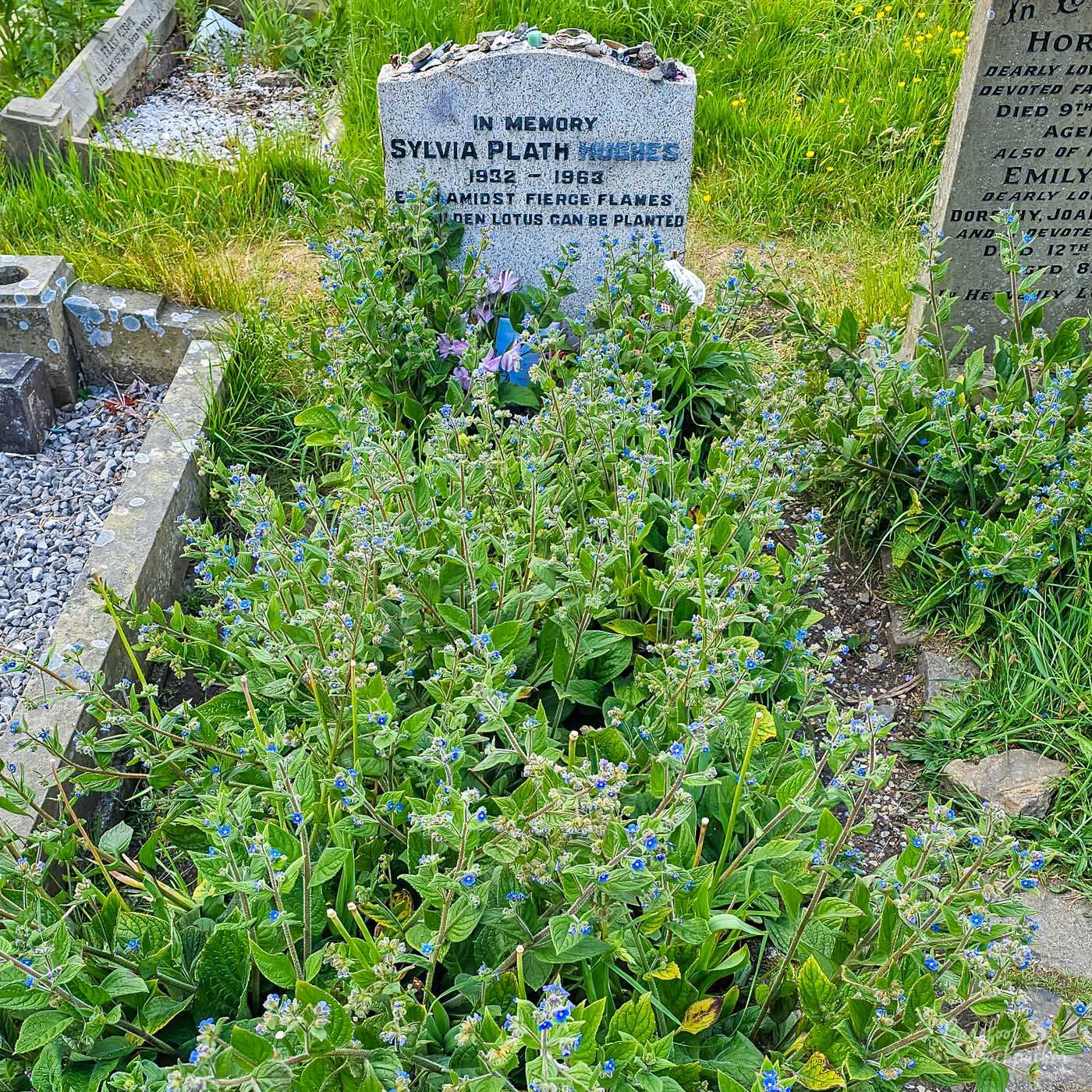 The grave of Sylvia Plath in Heptonstall churchyard, surrounded by blue wildflowers and other gravestones.