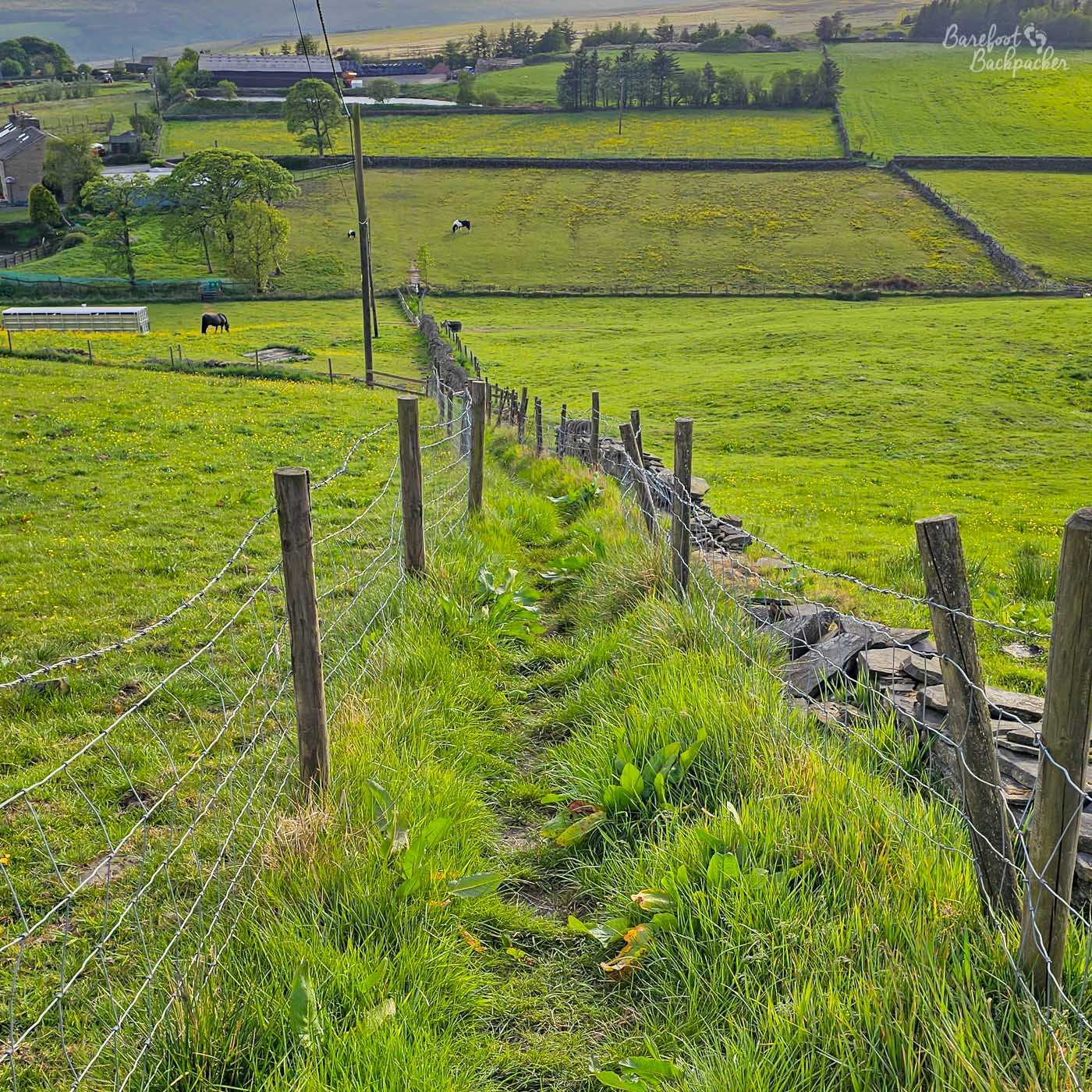 A narrow grassy footpath threads downhill between wire fences across bright green pasture, leading the eye towards a patchwork of fields divided by dry stone walls. Cows graze peacefully in several of the meadows while mature trees and scattered farm buildings sit beyond, framed by rolling hills under warm late-afternoon sunlight. The uneven path is lined with long grass and broad-leaved plants, giving the impression of a well-used but little-maintained route across working farmland. The fences and walls naturally guide the view through the landscape, emphasising both the openness of the countryside and the network of traditional field boundaries.