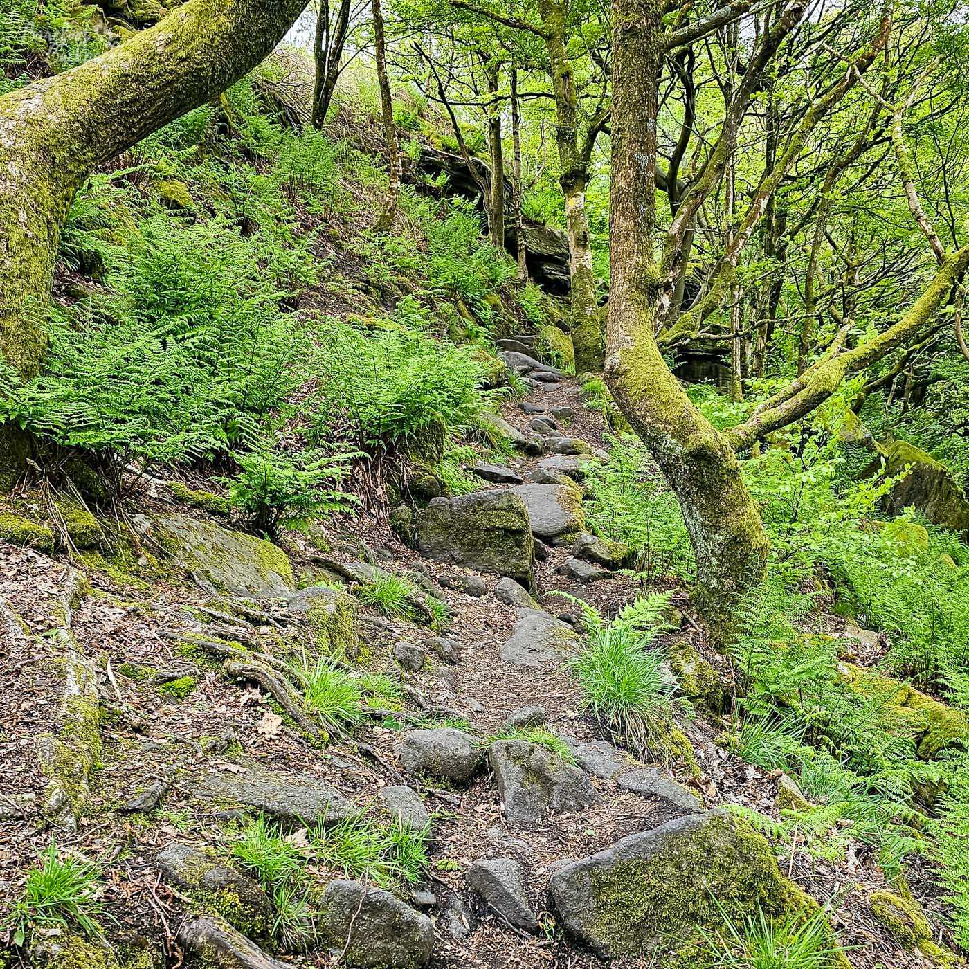 A winding, rocky path leads through a lush, green forest. The path is made of uneven stones and dirt, with a scattering of fallen leaves and moss. Tall trees with moss-covered branches arch over the path, creating a canopy of green. Ferns and vibrant green grass grow abundantly on either side of the path, adding to the wild and untamed feel of the forest. Sunlight filters through the trees, casting dappled shadows on the path and highlighting the vibrant green foliage. The overall impression is one of a serene and natural environment, inviting exploration and contemplation.