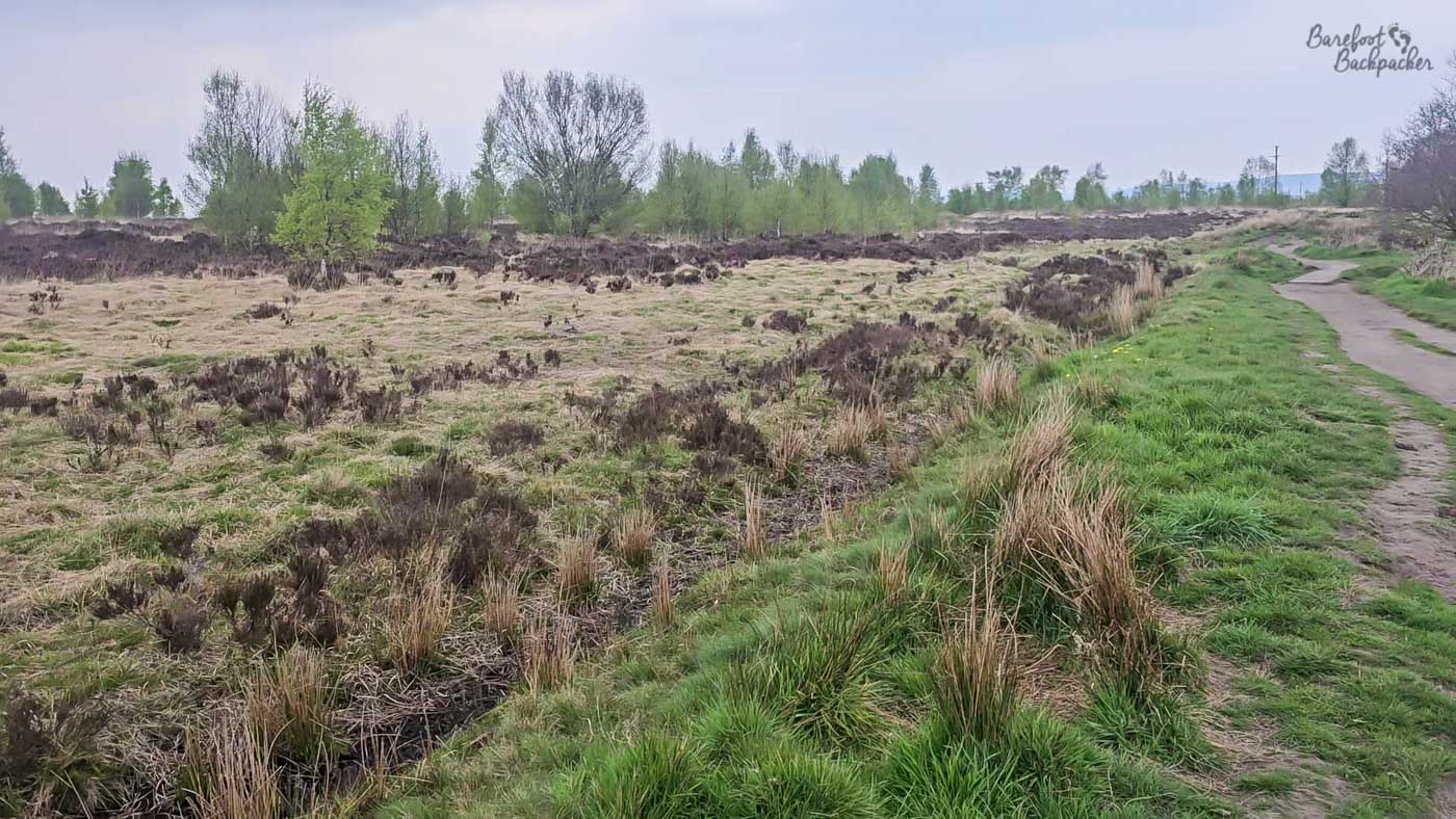 A winding footpath skirts the edge of open moorland where pale straw-coloured grasses and dark patches of heather spread across a broad, slightly boggy landscape. Young spring trees with fresh green leaves form a loose backdrop beneath a grey sky, while the path itself curves gently away to the right, disappearing into the distance. The contrast between the lush green verge and the rougher moorland vegetation highlights the transition between managed paths and wild upland terrain. The scene feels open, quiet and slightly windswept despite the absence of dramatic weather.