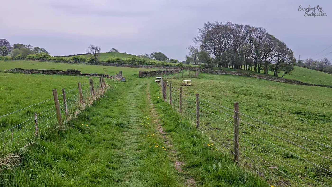 A narrow grassy footpath runs straight ahead between wire fences through gently rolling farmland, drawing the eye towards a series of dry stone walls and low green hills beneath an overcast spring sky. Fresh grass and scattered dandelions line the track, while small wooden benches sit beside the path in the middle distance, inviting walkers to pause. Beyond them, patches of mature trees break up the open pasture, giving the landscape the quiet, pastoral character typical of the Yorkshire countryside. The muted light and soft colours create a calm, peaceful atmosphere at the start of the walk.