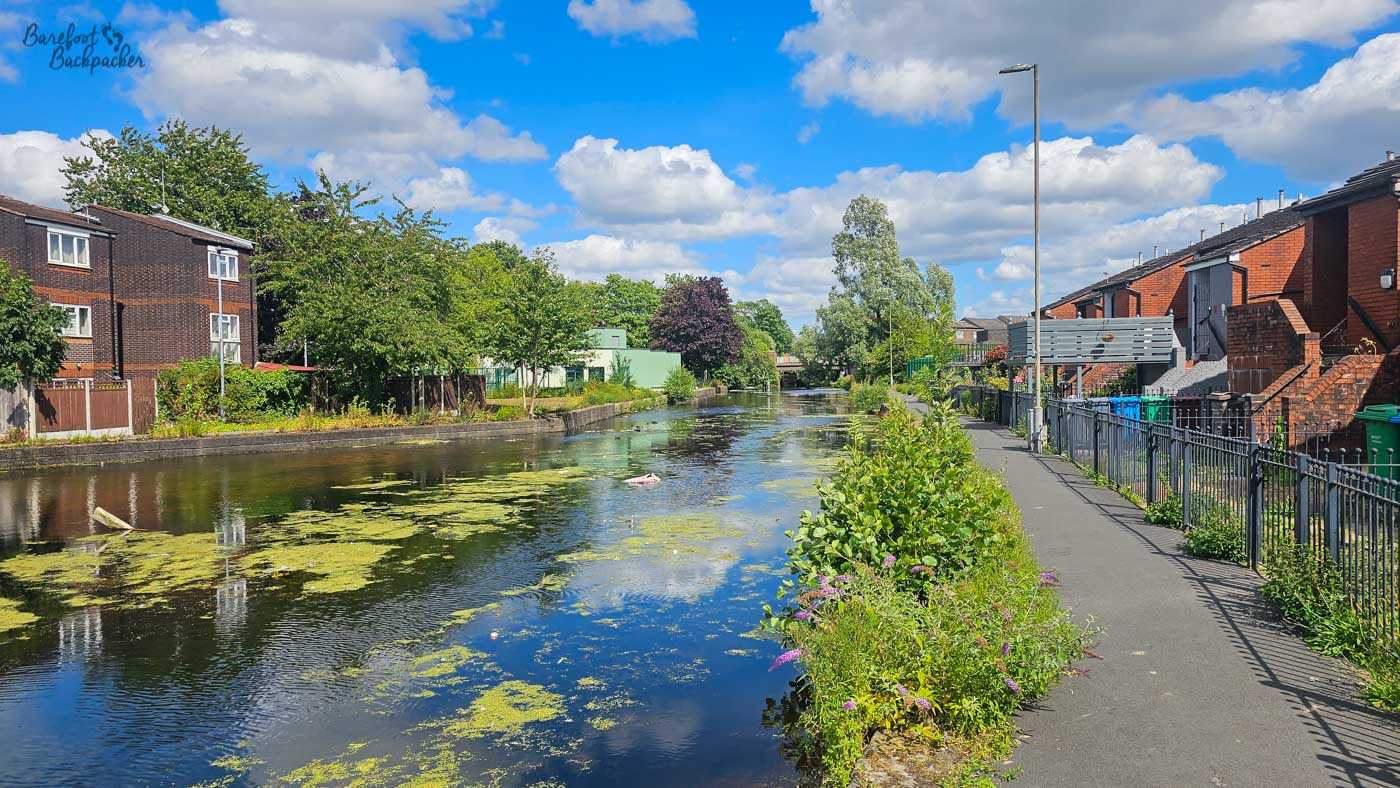 A calm, wide stretch of canal running through a residential neighbourhood, with red-brick houses and a paved towpath on the right and more homes among mature trees on the opposite bank. Green patches of algae and aquatic plants float across the water, which reflects the blue sky and large white clouds. Wildflowers and other vegetation grow along the canal edge beside the path.