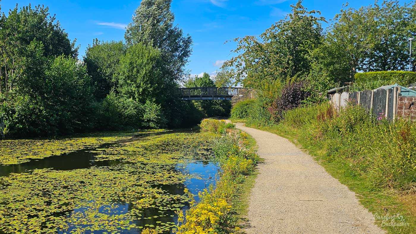 A canal covered extensively with floating green aquatic plants, beside a pale surfaced towpath edged with yellow wildflowers. Trees and thick vegetation line both sides, with garden fences visible on the right. A small wooden footbridge crosses the canal and towpath in the distance beneath a clear blue sky.