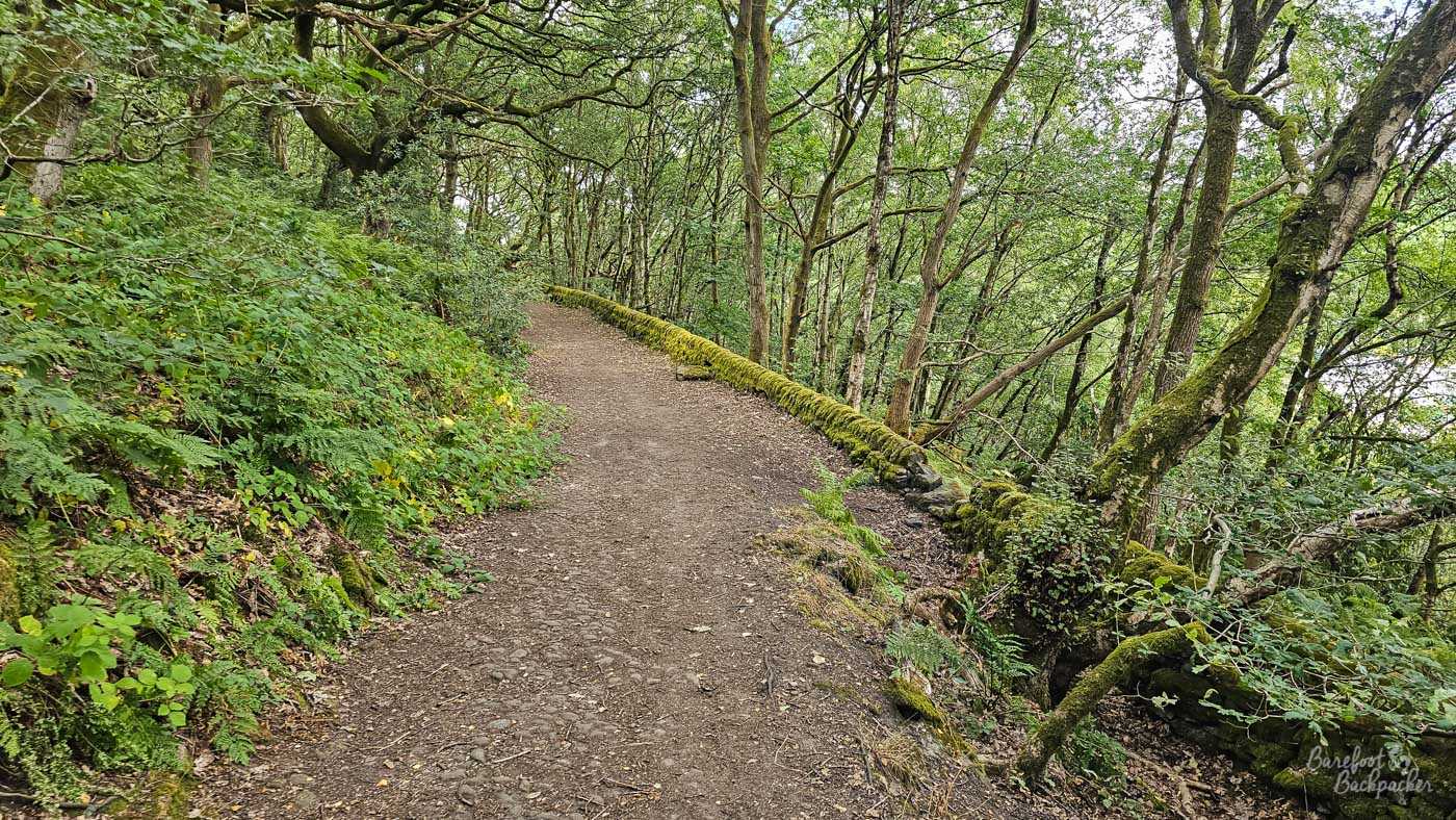 A broad earthy footpath curves gently through dense, mature woodland on a steep hillside. A low old stone wall, thickly coated in vivid green moss, follows the right-hand edge of the path and sweeps around the bend, beyond which the wooded ground falls steeply away. Slender, irregular tree trunks and twisting branches fill the scene, with ferns, moss and leafy undergrowth covering much of the forest floor. The canopy filters the daylight into soft green shade, giving the secluded path a quiet, slightly ancient atmosphere.