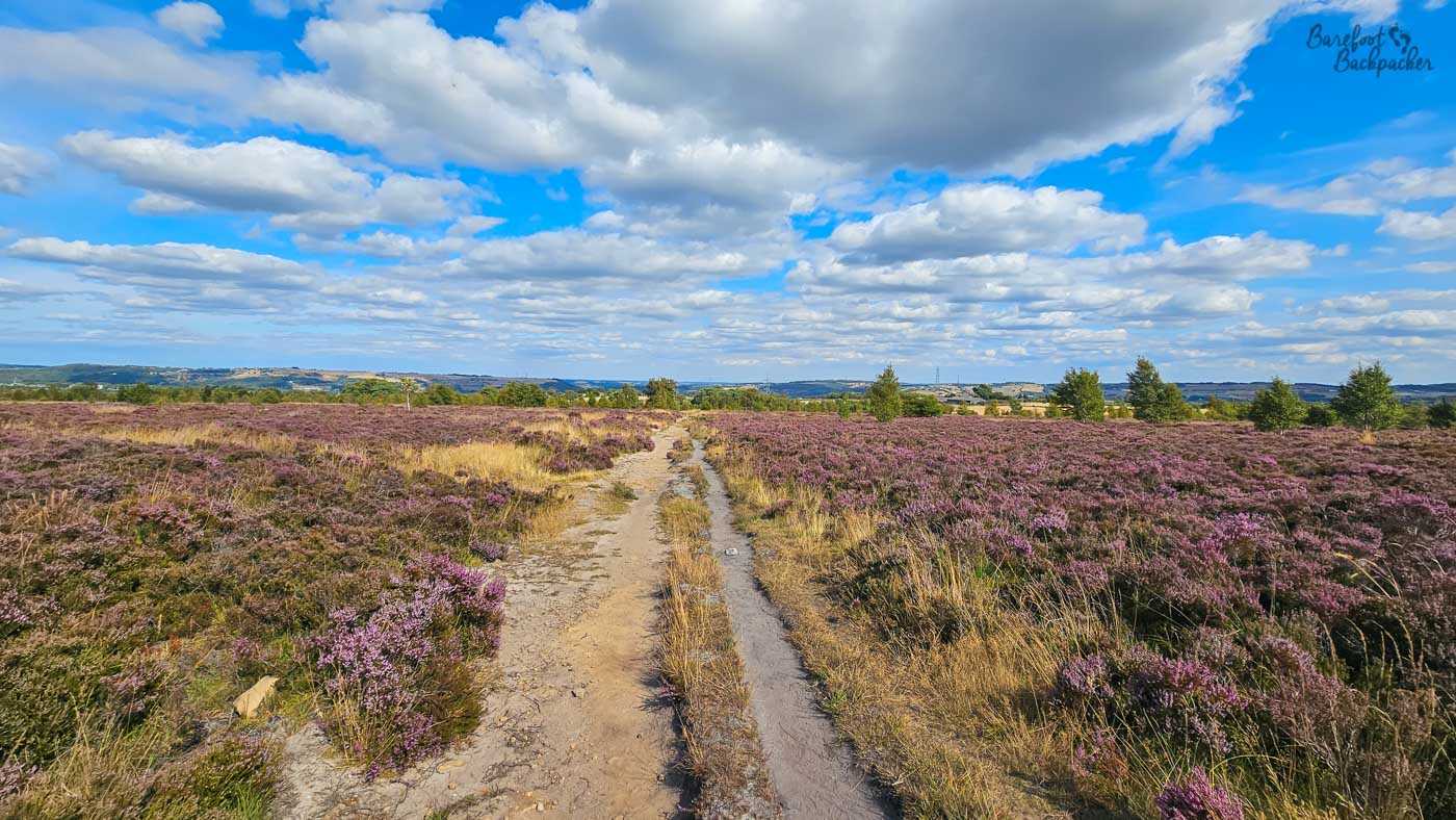 A rough, pale dirt track runs away through broad open moorland, dividing extensive patches of purple flowering heather mixed with dry golden grasses. The path dips gently towards a distant patchwork of rolling hills, fields and scattered trees stretching across the horizon. Above, an enormous bright blue sky dominates the scene, filled with layers of large white and grey cumulus clouds that cast occasional shadows across the landscape. A few small trees break up the otherwise low, exposed vegetation, giving the view a spacious, open feel.