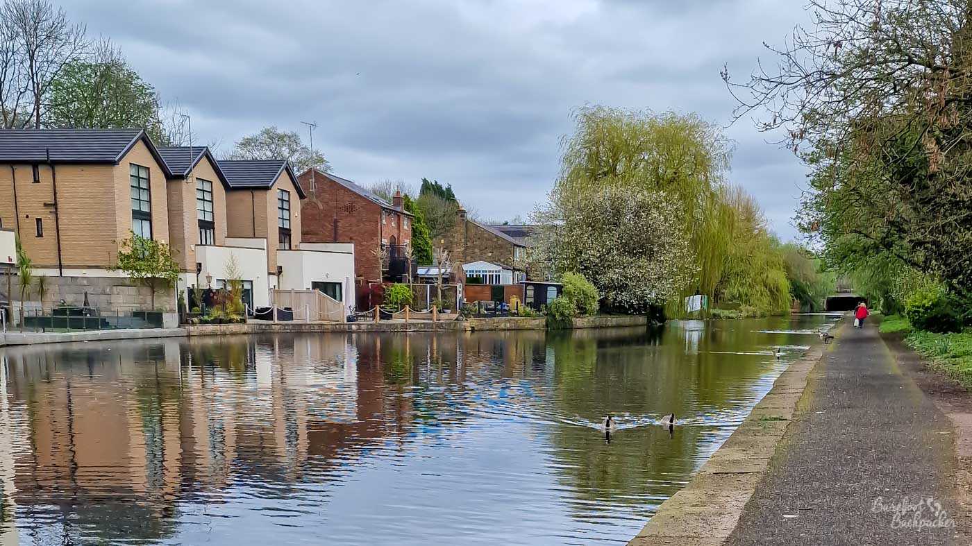 A broad, calm stretch of canal passing houses and apartments beneath a grey spring sky. Mature willow and blossoming trees line the banks, while two geese swim across the water in the foreground, leaving long V-shaped wakes behind them. A paved towpath runs along the right-hand side towards a distant bridge, with a person in a red coat walking ahead.